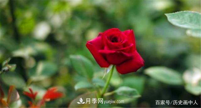 玫瑰和月季怎么區(qū)分？***簡單的方法是什么？(圖5)