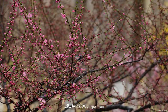 疫情后行情受到壓制，2021年苗木人如何扭轉(zhuǎn)局面(圖3)