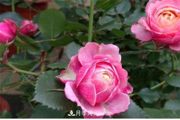 浪漫比克月季優(yōu)缺點(diǎn)是什么(圖1)