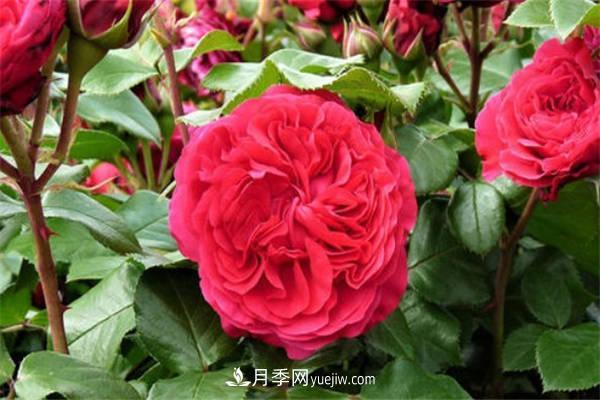 月季品種紅達(dá)和紅龍的區(qū)別 二者有什么不同(圖1)