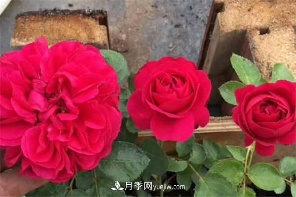 月季品種紅達(dá)和紅龍的區(qū)別 二者有什么不同(圖2)
