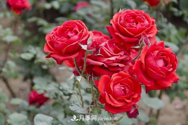 黑魔術月季優(yōu)缺點，適合新手養(yǎng)殖嗎(圖1)