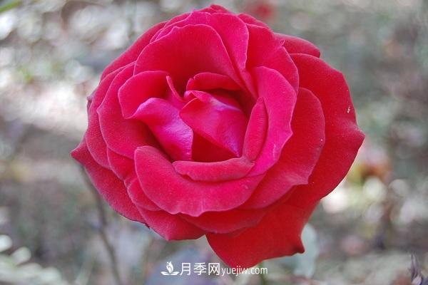 黑魔術月季優(yōu)缺點，適合新手養(yǎng)殖嗎(圖2)