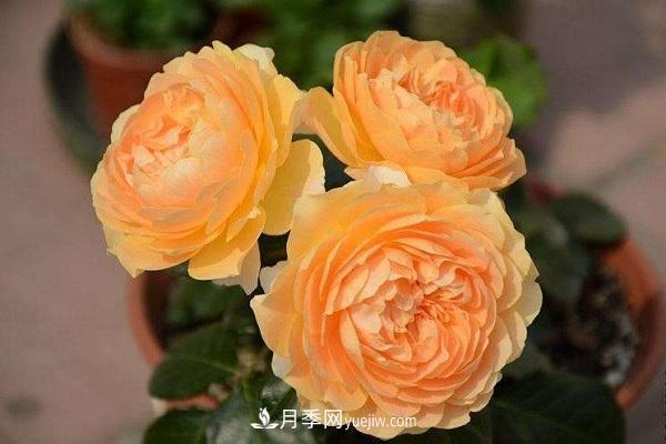 杏色露臺(tái)月季的優(yōu)缺點(diǎn)是什么？ 適合新手養(yǎng)殖嗎(圖2)