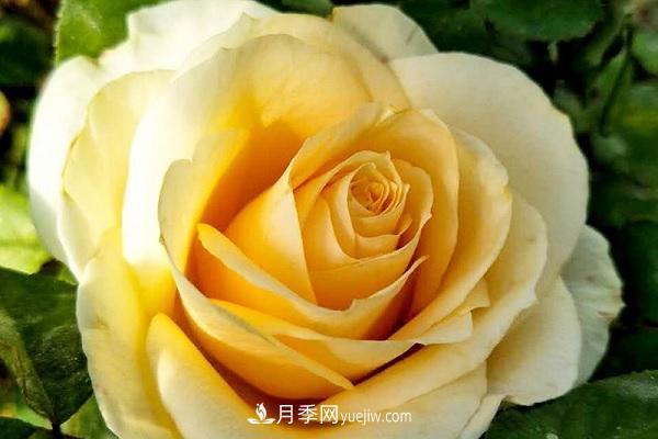 蜜桃雪山月季優(yōu)缺點(diǎn)有哪些？新手可以養(yǎng)嗎？(圖1)