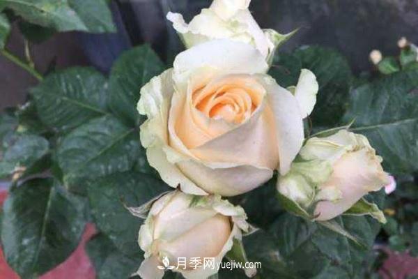 蜜桃雪山月季優(yōu)缺點(diǎn)有哪些？新手可以養(yǎng)嗎？(圖2)