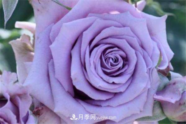 藍色陰雨月季怎么養(yǎng) 如何爆盆(圖1)