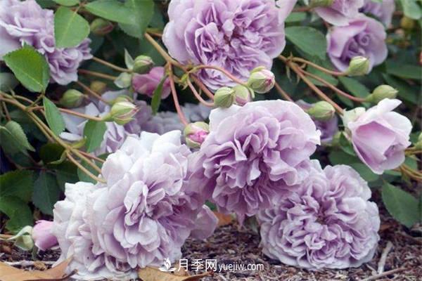 藍色陰雨月季怎么養(yǎng) 如何爆盆(圖2)