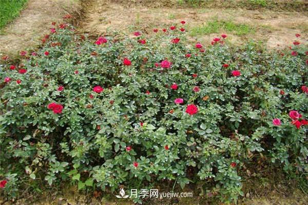 月季小苗怎么養(yǎng)長(zhǎng)得快 方法是什么(圖1)