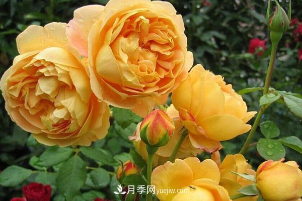 盆栽黃金慶典月季的養(yǎng)殖方法和注意事項(xiàng)(圖1)