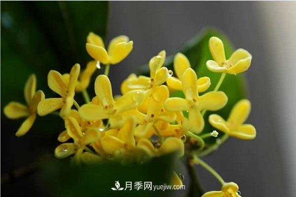 秋天常見(jiàn)的花卉有哪些(圖1)