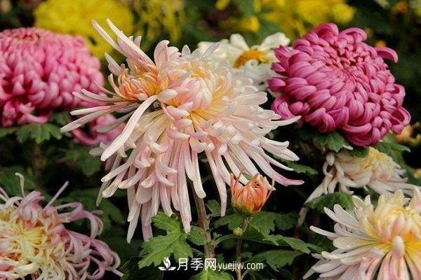 秋天常見(jiàn)的花卉有哪些(圖2)