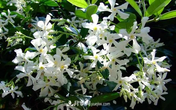 爬藤***快的花卉有哪些 爬藤月季簡(jiǎn)單好養(yǎng)長(zhǎng)的快(圖1)