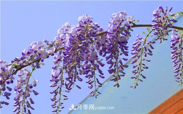 爬藤***快的花卉有哪些 爬藤月季簡(jiǎn)單好養(yǎng)長(zhǎng)的快(圖2)