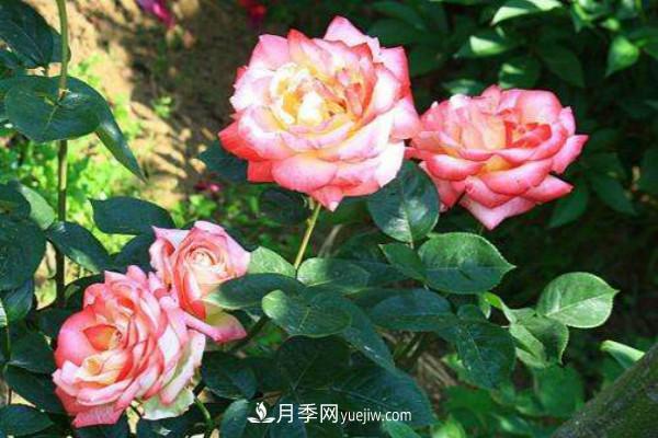 剛移栽的月季樹怎么管理 新購(gòu)的苗如何正確移栽(圖1)