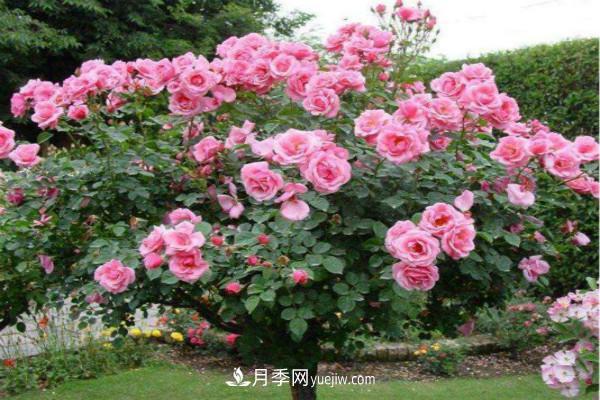 剛移栽的月季樹怎么管理 新購(gòu)的苗如何正確移栽(圖2)