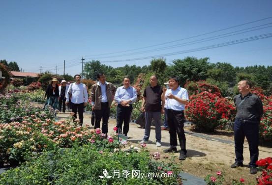 河南省四優(yōu)四化項(xiàng)目 助推南陽(yáng)月季、梔子產(chǎn)業(yè)發(fā)展(圖2)