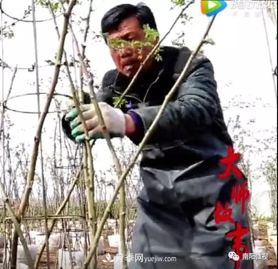 南陽月季大師——?jiǎng)⒂?圖2)