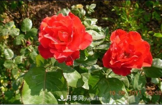 花中皇后——月季花的傳說(shuō)(圖3)