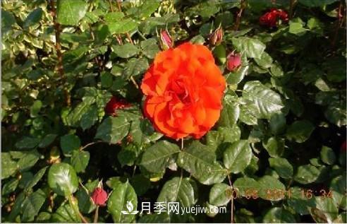 花中皇后——月季花的傳說(shuō)(圖2)