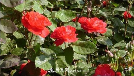 花中皇后——月季花的傳說(shuō)(圖1)