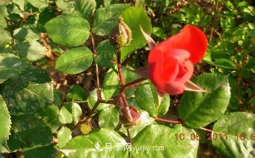 花中皇后——月季花的傳說(shuō)(圖4)