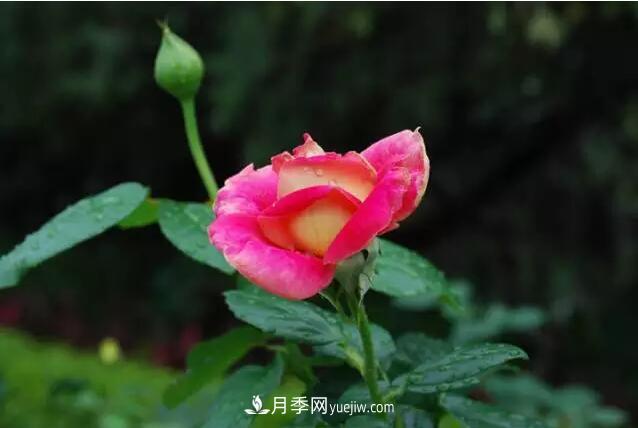 藤月如何選？這些經(jīng)典品種隨便種一棵，都能美爆你的花園(圖2)
