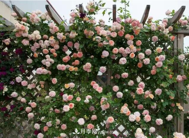 藤月如何選？這些經(jīng)典品種隨便種一棵，都能美爆你的花園(圖5)