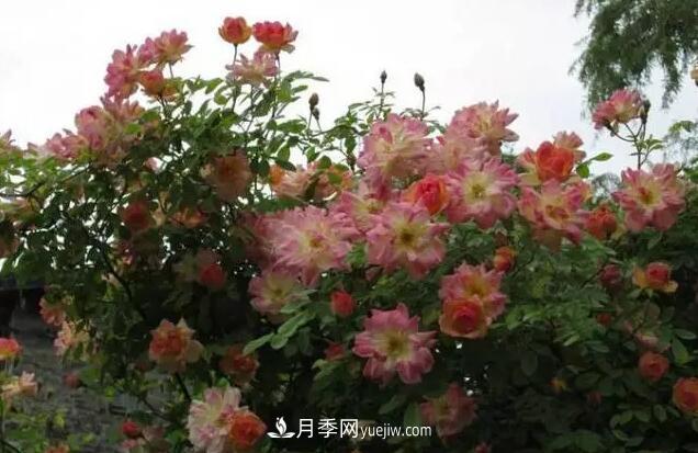 藤月如何選？這些經(jīng)典品種隨便種一棵，都能美爆你的花園(圖12)