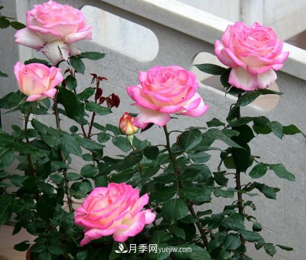 月季如何才能多開(kāi)花？(圖1)