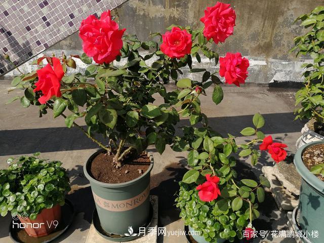 月季入門推薦級2個紅色大花月季品種(圖2)