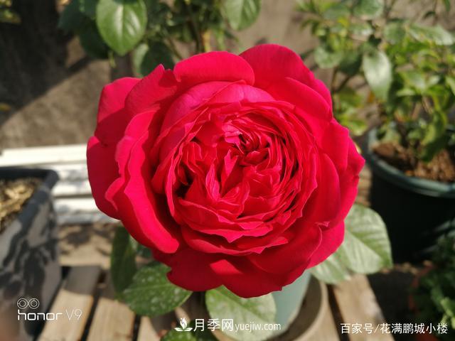 月季入門推薦級2個紅色大花月季品種(圖4)