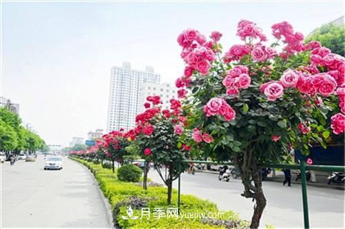 南陽(yáng)臥龍區(qū)：科技助力月季產(chǎn)業(yè)“百花爭(zhēng)艷”(圖2)