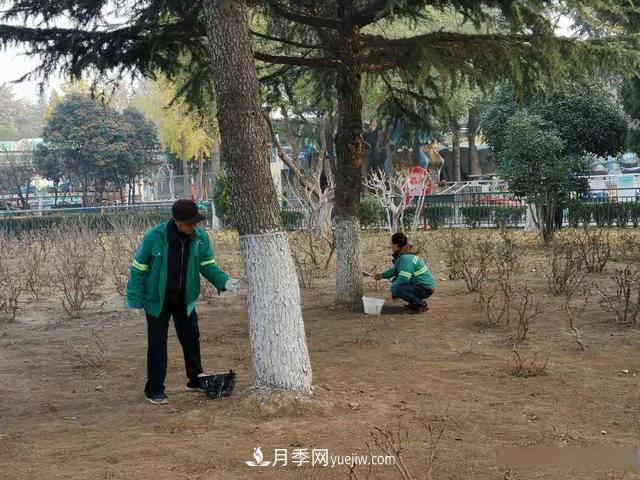 菏澤樹木涂白，讓苗木健康過冬(圖1)