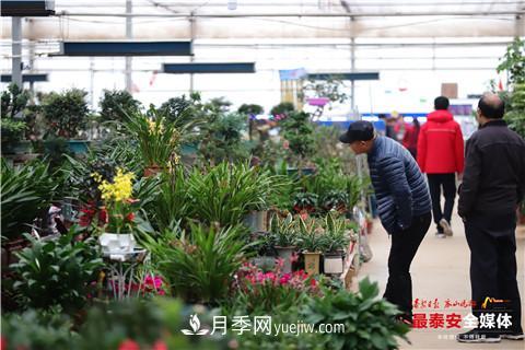 天寒花“艷” 泰安泰山區(qū)苗木花卉上市裝扮正當(dāng)時(shí)(圖4)