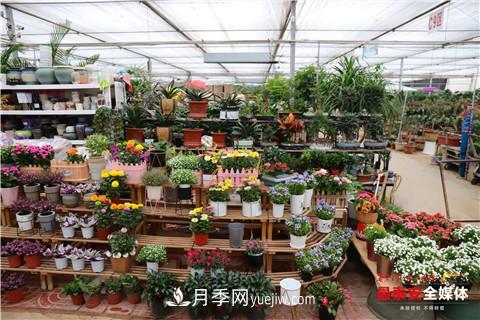 天寒花“艷” 泰安泰山區(qū)苗木花卉上市裝扮正當(dāng)時(shí)(圖3)