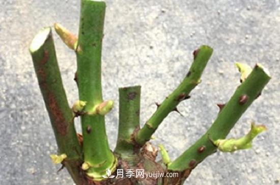 月季修剪，有舍才有得(圖3)