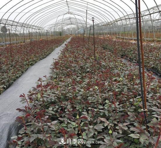 月季苗，南陽月季小苗用于全國各地的月季繁育基地(圖3)