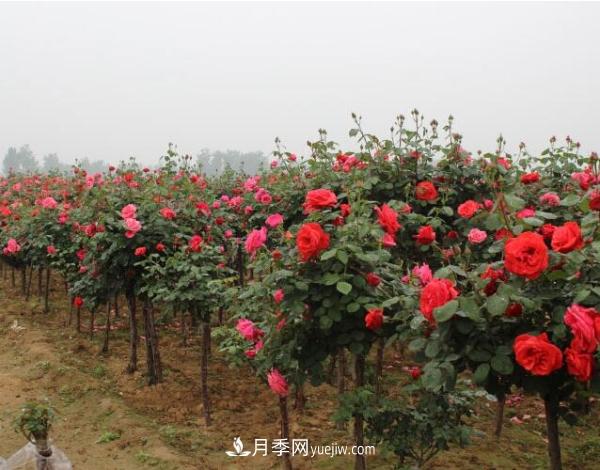 樹狀月季，南陽樹狀月季種植基地(圖1)