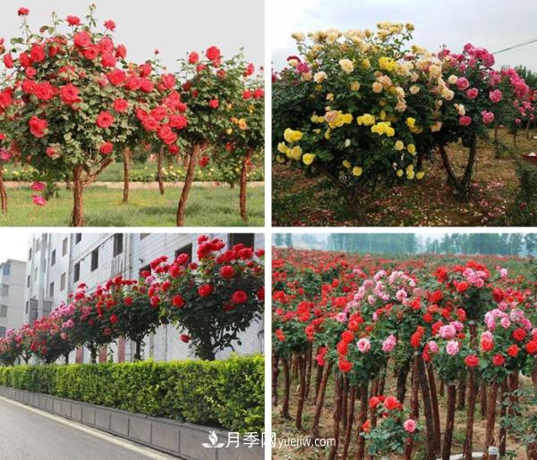 樹狀月季，南陽樹狀月季種植基地(圖2)