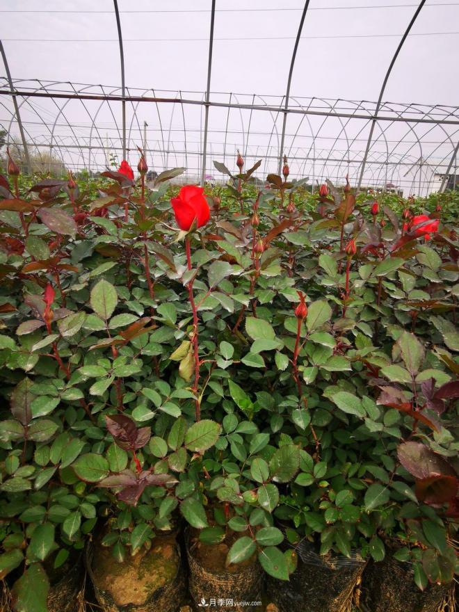 盆栽月季、月季花球、棒棒糖月季樹發(fā)往花卉市場(圖1)