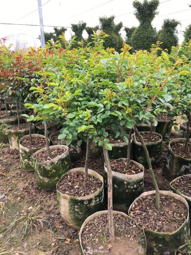 盆栽月季、月季花球、棒棒糖月季樹發(fā)往花卉市場(圖3)