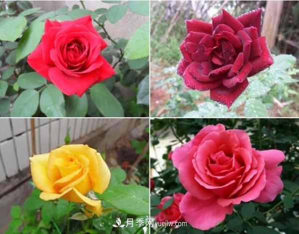 大花月季，大花月季批發(fā)基地(圖2)