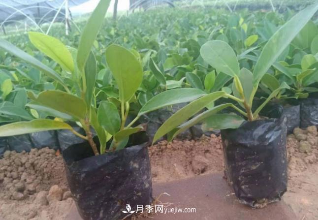 容器苗好成活，可如何做好容器苗的育苗？(圖1)