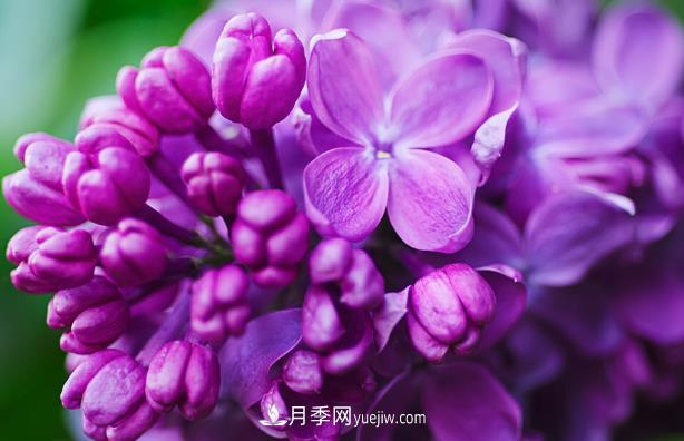 “世界丁香花園”桑給巴爾出口量增10倍，價(jià)格呢(圖1)