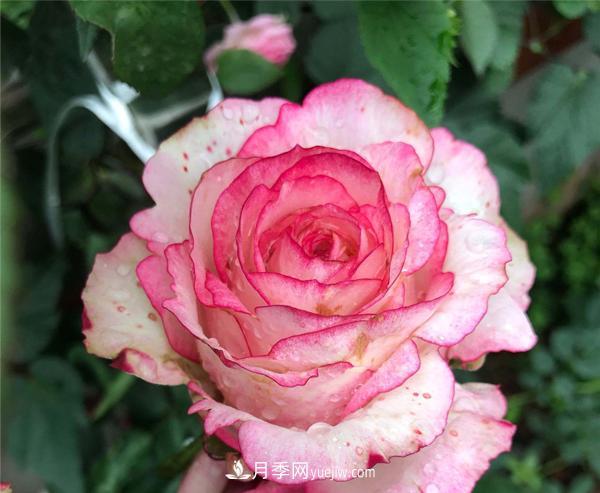 怎樣解決南陽樹狀月季不開花的問題？(圖1)