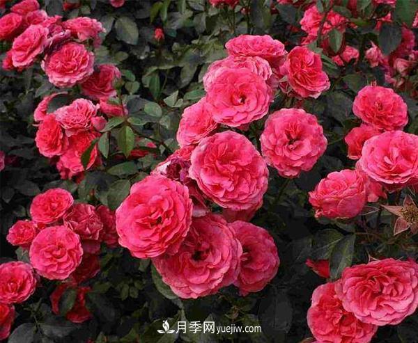 怎樣防治樹狀月季白粉虱蟲害？(圖1)