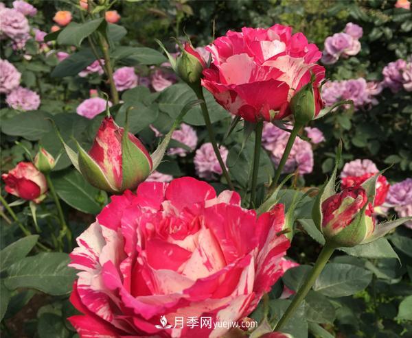 怎樣有效的防治樹狀月季蚜蟲災(zāi)害？(圖1)