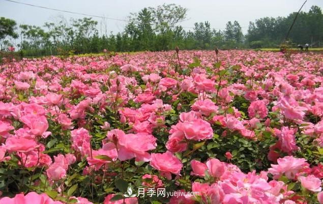 月季花是大家都知道的一種花卉的統(tǒng)稱，什么叫豐花月季？(圖1)