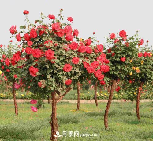 流膠病是月季生產(chǎn)中的常見病和多發(fā)病，它的癥狀是什么？(圖1)